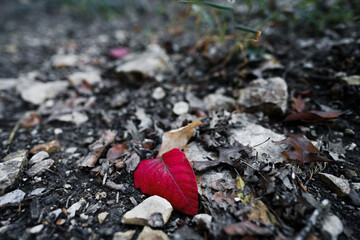 Fall Red Leaf on the Ground