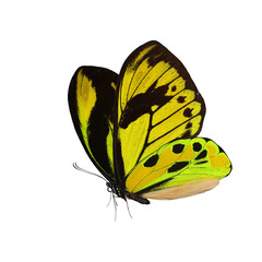 Beautiful butterfly isolated on a white background.