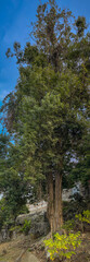 Gran árbol