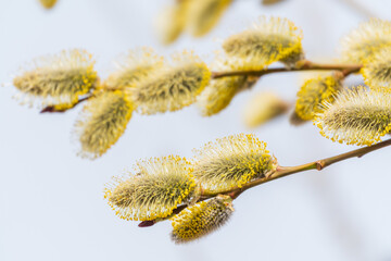 Nature awakes in spring. Blooming willow twigs and furry willow-catkins, so called seals or cats. Holly willow, Salix caprea