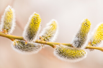 Nature awakes in spring. Blooming willow twigs and furry willow-catkins, so called seals or cats. Holly willow, Salix caprea
