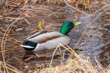 Duck swims in the pond in the rain.