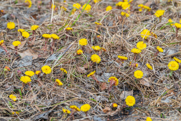 The spring primroses. The bright yellow flowers of coltsfoot in the sunshine.