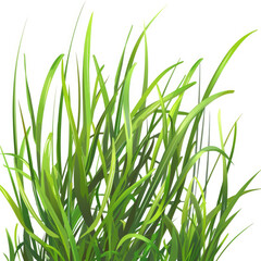 Naklejka premium A green grass isolated White Background,2d vector flat 