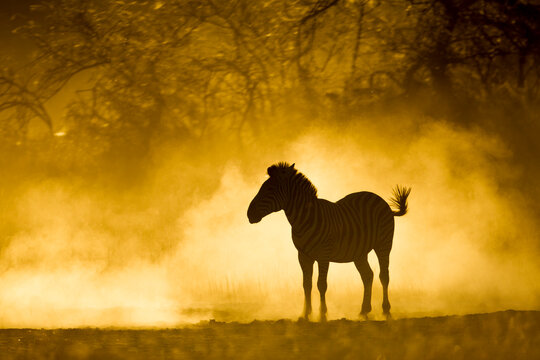 Africa, Botswana, Moremi Game Reserve, Plains Zebra (Equus burchellii) standing in cloud of dust lit by setting sun in Okavango Delta near Xakanaxa Camp