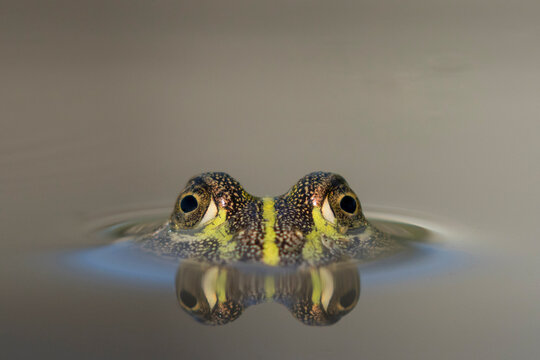 Africa, Botswana, Nxai Pan National Park, Young African Bullfrog (Pyxicephalus adspersus) lies nearly submerged in shallow pool
