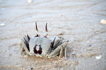 Horned ghost crab (Ocypode ceratophthalmus) or horn-eyed ghost crab, selective focus. Crab on the beach at Koh Yao Yai island, Phang Nga Thailand