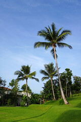 Fototapeta premium Coconut trees on green lawn with blue sky and white clouds. Beautiful scenery 