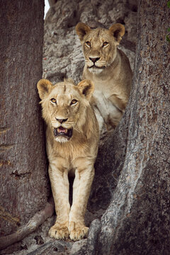 Two lions standing together between trees looking out (Large format sizes available)