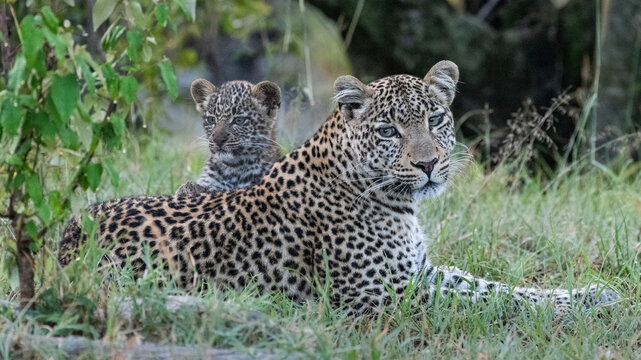 Africa, Kenya, Maasai Mara National Reserve. Close-up of leopard mother and cub. 