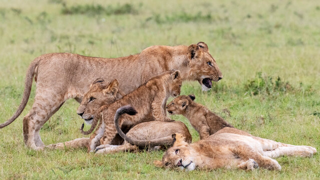 Africa, Kenya, Maasai Mara National Reserve. Three lionesses with cubs. 