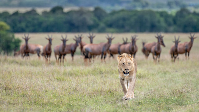 Africa, Kenya, Maasai Mara National Reserve. Young lion walking away from topi antelopes. 