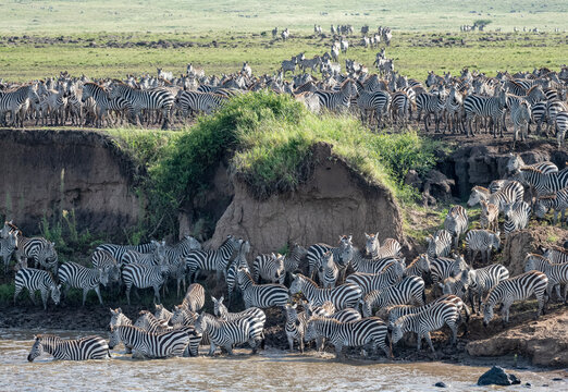 Africa, Kenya, Maasai Mara National Reserve. Zebras crossing Mara River. 