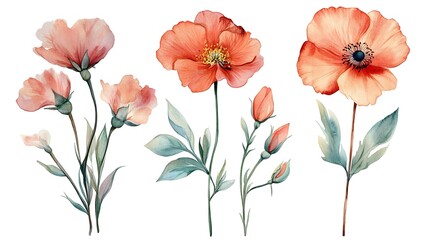Watercolor illustration of three orange poppies with leaves and buds.