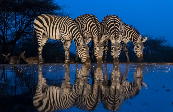 Africa, Kenya, Amboseli National Park. Zebras drinking at waterhole at night.