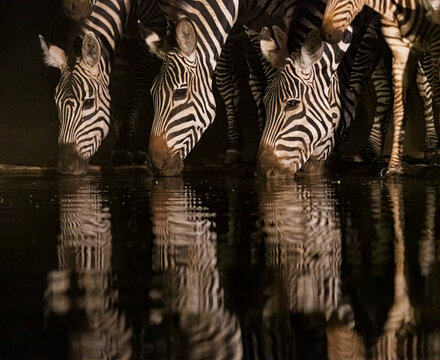 Africa, Kenya, Amboseli National Park. Zebras drinking at waterhole at night.