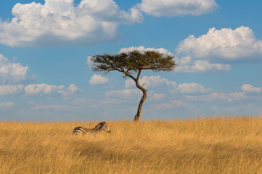 Africa, Kenya, Masai Mara National Reserve. Digital composite sky and common zebra and lone tree.