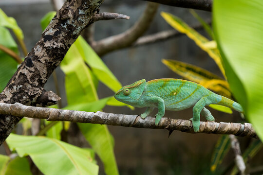 Madagascar, Nosy Be (Big Island). Lemuria Land, Malagasy giant chameleon, Oustalets's chameleon (Furcifer oustaleti), immature.