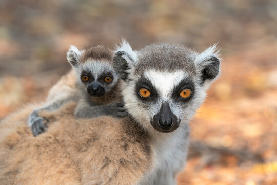 Africa, Madagascar, Anosy, Berenty Reserve. A baby ring-tailed lemur clinging to its mother's back.