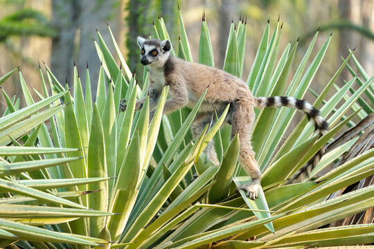 Africa, Madagascar, Anosy, Berenty Reserve. A ring-tailed lemur carefully maneuvering between the sharp spikes of the sisal plant.