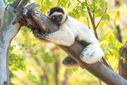 Africa, Madagascar, Anosy, Berenty Reserve. A Verreaux's sifaka hugging a tree because it is cooler than the outside temperature.
