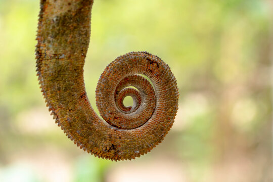 Africa, Madagascar, Marozevo, Peyrieras Reptile Reserve. Tail of a Parson's chameleon.