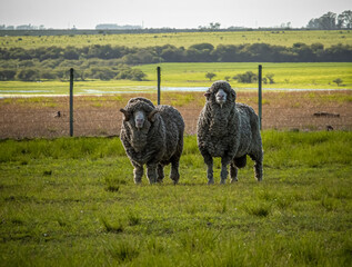 Obraz premium sheep, animal, farm, lamb, grass, agriculture, field, wool, meadow, livestock, pasture, farming, mammal, white, nature, green, spring, grazing, herd, ewe, countryside, animals, summer, rural, cute
