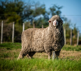 Naklejka premium sheep, animal, farm, lamb, grass, agriculture, field, wool, meadow, livestock, pasture, farming, mammal, white, nature, green, spring, grazing, herd, ewe, countryside, animals, summer, rural, cute