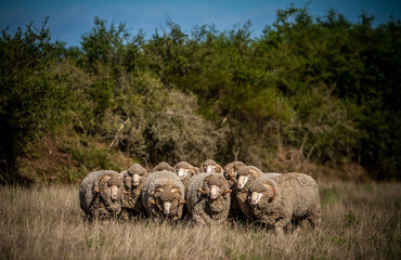 high quality auralian merino sheep on a farm