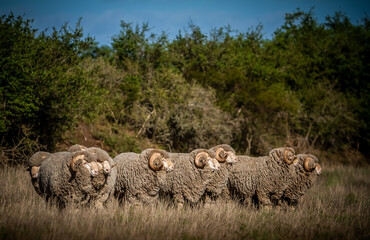Fototapeta premium high quality auralian merino sheep on a farm