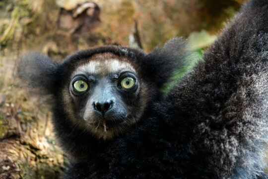 Africa, Madagascar, Lake Ampitabe, Akanin'ny nofy Reserve. Headshot of the largest lemur.