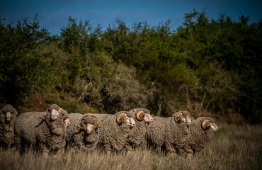 high quality auralian merino sheep on a farm