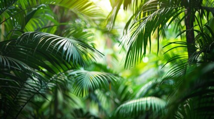 Lush palm trees in a tropical rainforest setting