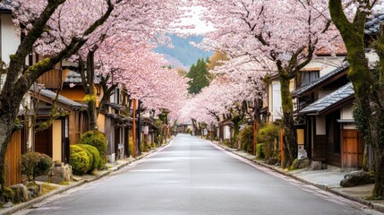 Fototapeta premium Cherry Blossom Street in Japan