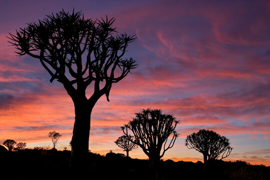 Africa, Namibia, Keetmanshoop. Quiver trees
