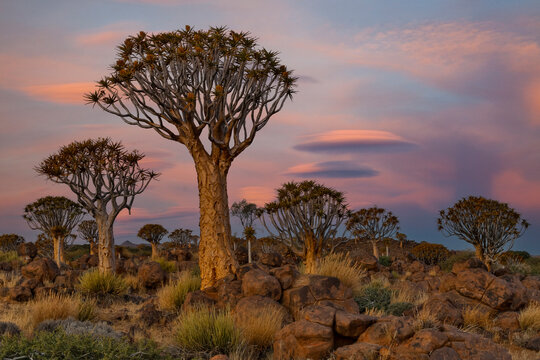Africa, Namibia, Keetmanshoop. Quiver trees