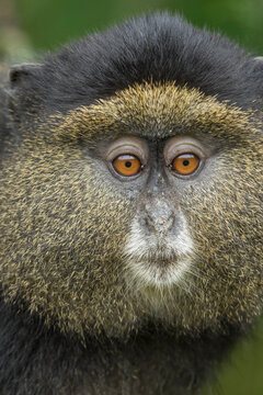 Africa, Rwanda, Volcanoes National Park, Close-up portrait of Golden Monkey (Cercopithecus kandti) in rainforest in Virunga Mountains