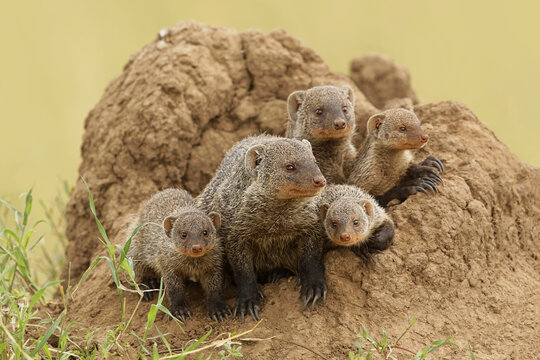 Mother and young banded mongoose on termite mound, Serengeti National Park, Tanzania, Africa.
