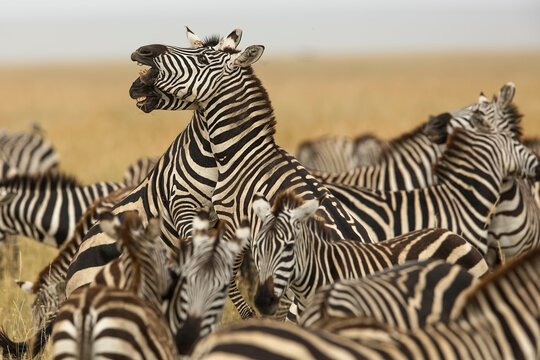 Burchell's zebra stallions fighting, Serengeti National Park, Tanzania, Africa.