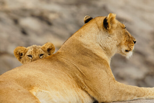Lion cub, Serengeti National Park, Tanzania, Africa.