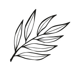 Hand drawn black Sketch Willow Leaves on white background. Doodle Botanical Vintage illustration in line art style. Autumn Elements for Тhanksgiving, invitation cards, social media, card, poster, web.