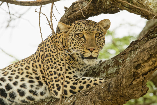African leopard in tree, Serengeti National Park, Tanzania, Africa.