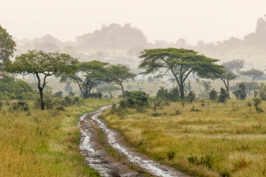 Rainy season in Serengeti National Park, Tanzania, Africa.