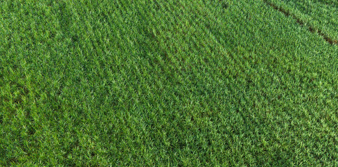 Sugarcane growing in the fields in sunset
