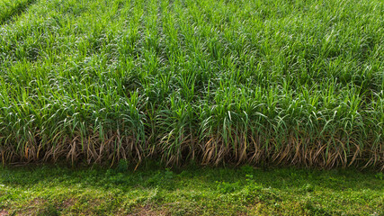 Sugarcane growing in the fields in sunset