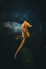Beautiful Seahorse 