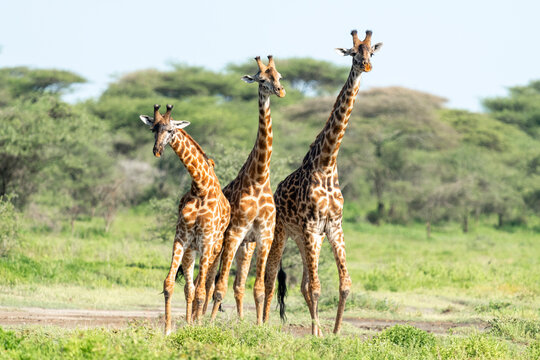 Africa, Tanzania. A group of male giraffes jostle for position before necking.
