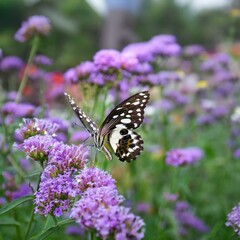 butterfly on flower spring  day light