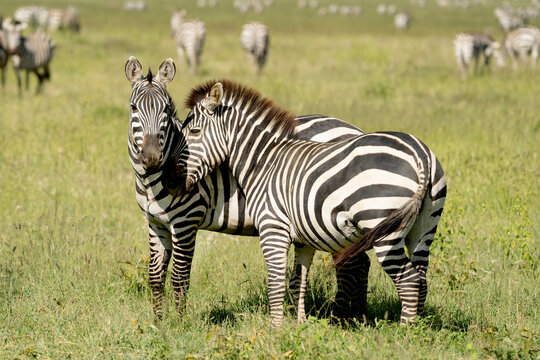 Africa, Tanzania. Two zebra relax together on the plain.