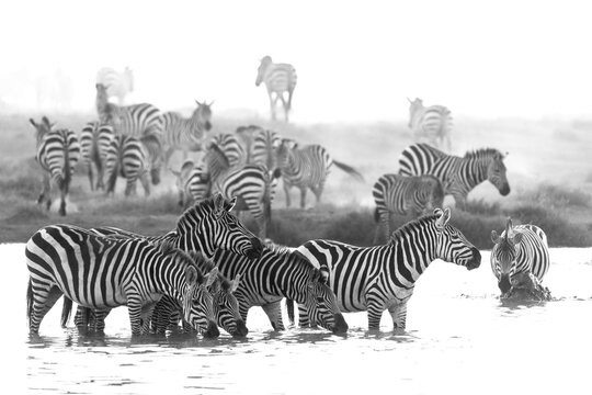 Africa, Tanzania. A herd of zebra wade into the waterhole to drink.